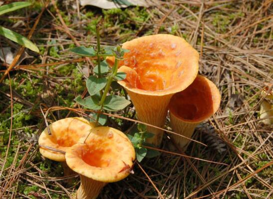 盤點云南美味野生菌和常見有毒野生菌