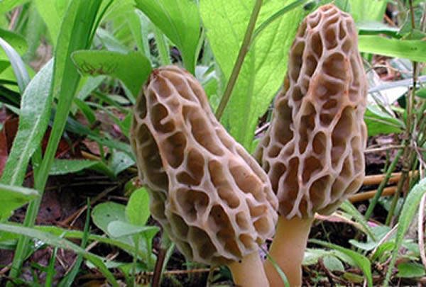 云南鮮羊肚菌漸成國(guó)際市場(chǎng)新寵