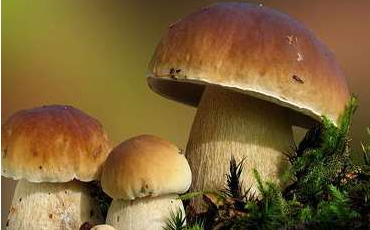 舌尖上的云南野生菌，燃燒著每個吃貨的味蕾