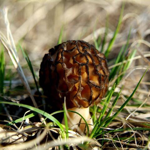 村里一種野生菌，現(xiàn)在逐步減少，一斤600多元價(jià)值很珍貴